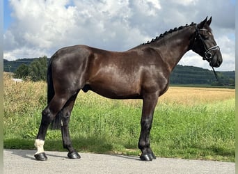 Heavy Warmblood, Gelding, 3 years, 16,1 hh, Black