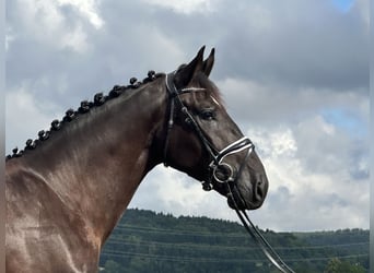 Heavy Warmblood, Gelding, 3 years, 16,1 hh, Black