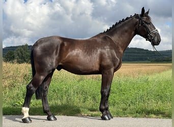 Heavy Warmblood, Gelding, 3 years, 16,1 hh, Black
