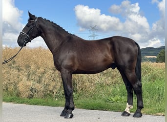 Heavy Warmblood, Gelding, 3 years, 16,1 hh, Black