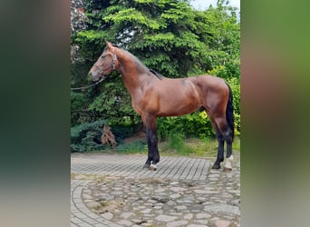 Heavy Warmblood, Gelding, 3 years, 16,1 hh