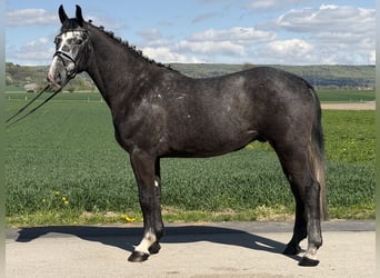 Heavy Warmblood, Gelding, 3 years, 16,1 hh, Grey