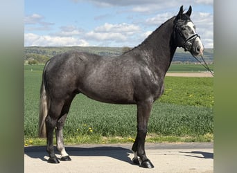 Heavy Warmblood, Gelding, 3 years, 16,1 hh, Grey