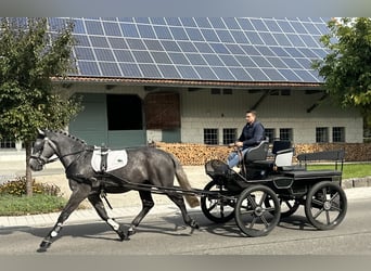 Heavy Warmblood, Gelding, 3 years, 16,1 hh, Grey