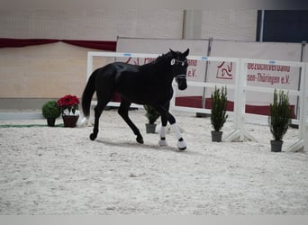 Heavy Warmblood, Gelding, 3 years, 16,1 hh