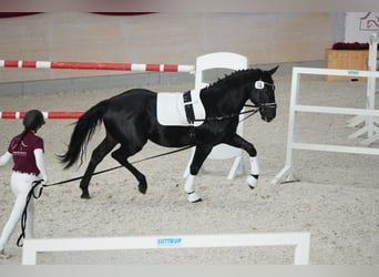Heavy Warmblood, Gelding, 3 years, 16,1 hh