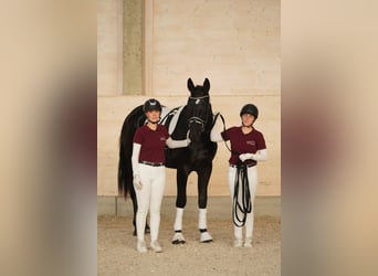 Heavy Warmblood, Gelding, 3 years, 16,2 hh, Black