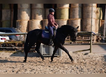 Heavy Warmblood, Gelding, 3 years, 16,2 hh, Black