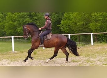 Heavy Warmblood, Gelding, 3 years, Brown