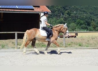 Heavy Warmblood, Gelding, 4 years, 15.1 hh, Chestnut-Red