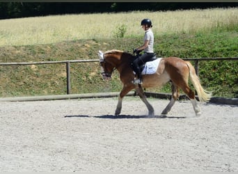 Heavy Warmblood, Gelding, 4 years, 15.1 hh, Chestnut-Red