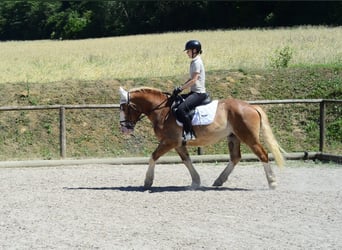 Heavy Warmblood, Gelding, 4 years, 15.1 hh, Chestnut-Red