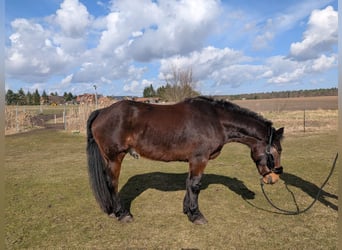 Heavy Warmblood, Gelding, 4 years, 15.2 hh, Bay-Dark