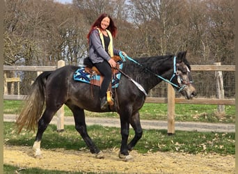 Heavy Warmblood, Gelding, 4 years, 15.2 hh, Grey-Dark-Tan