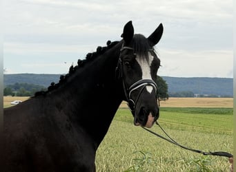 Heavy Warmblood, Gelding, 4 years, 15.3 hh, Black
