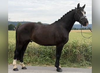 Heavy Warmblood, Gelding, 4 years, 15.3 hh, Black