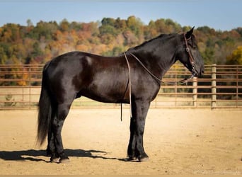 Heavy Warmblood, Gelding, 4 years, 15,3 hh, Black