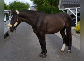Heavy Warmblood, Gelding, 4 years, 15.3 hh, Black