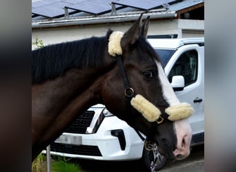 Heavy Warmblood, Gelding, 4 years, 15.3 hh, Black