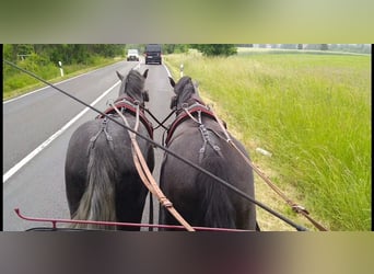 Heavy Warmblood, Gelding, 4 years, 15.3 hh, Grey