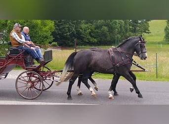 Heavy Warmblood, Gelding, 4 years, 15.3 hh, Grey