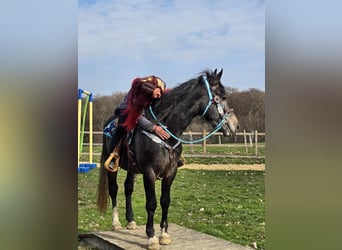 Heavy Warmblood, Gelding, 4 years, 15,2 hh, Grey-Dark-Tan