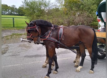 Schweres Warmblut, Wallach, 4 Jahre, 16,1 hh, Dunkelbrauner