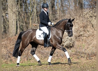 Heavy Warmblood, Gelding, 4 years, 16.1 hh, Black