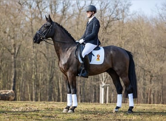 Heavy Warmblood, Gelding, 4 years, 16.1 hh, Black