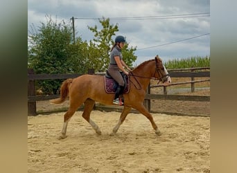 Heavy Warmblood, Gelding, 4 years, 16.1 hh, Chestnut-Red