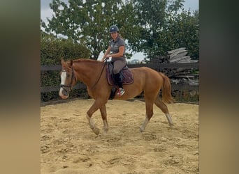 Heavy Warmblood, Gelding, 4 years, 16.1 hh, Chestnut-Red