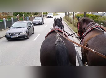 Heavy Warmblood, Gelding, 4 years, 16.1 hh, Smoky-Black