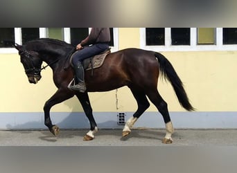 Heavy Warmblood, Gelding, 4 years, 16.1 hh, Smoky-Black