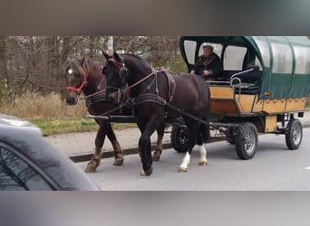 Heavy Warmblood, Gelding, 4 years, 16.1 hh, Smoky-Black