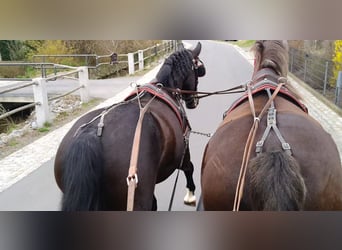 Heavy Warmblood, Gelding, 4 years, 16.1 hh, Smoky-Black