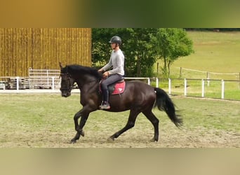 Heavy Warmblood, Gelding, 4 years, 16 hh, Black