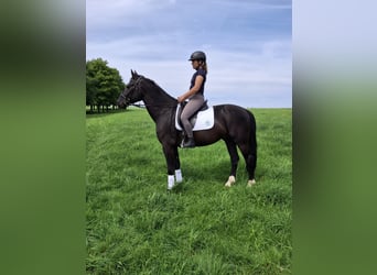 Heavy Warmblood, Gelding, 4 years, 16 hh, Black