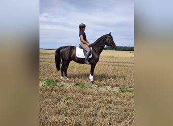 Heavy Warmblood, Gelding, 4 years, 16 hh, Black