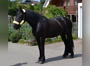 Heavy Warmblood Mix, Gelding, 4 years, 16 hh, Black