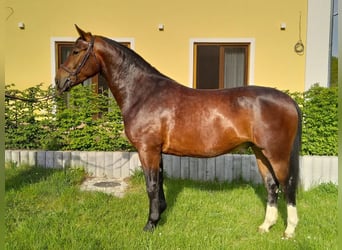 Heavy Warmblood, Gelding, 4 years, 16 hh, Brown