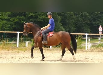 Heavy Warmblood, Gelding, 4 years, 16 hh, Brown