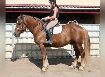 Heavy Warmblood Mix, Gelding, 4 years, 16 hh, Chestnut