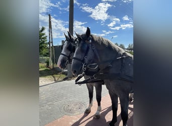 Heavy Warmblood, Gelding, 4 years, 16 hh, Gray