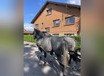 Heavy Warmblood, Gelding, 4 years, 16 hh, Gray