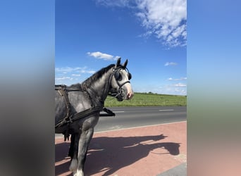 Heavy Warmblood, Gelding, 4 years, 16 hh, Gray