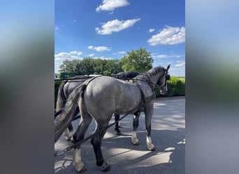 Heavy Warmblood, Gelding, 4 years, 16 hh, Gray