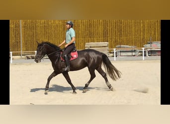 Schweres Warmblut, Wallach, 4 Jahre, 16 hh, Rappschimmel