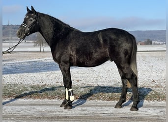 Heavy Warmblood, Gelding, 4 years, 16 hh, Grey-Dark-Tan