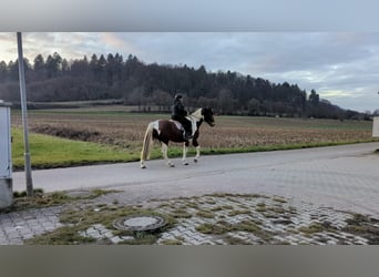 Heavy Warmblood Mix, Gelding, 4 years, 16 hh, Pinto