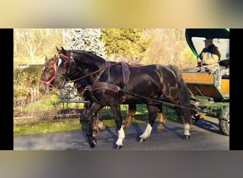 Heavy Warmblood, Gelding, 4 years, 16,1 hh, Black